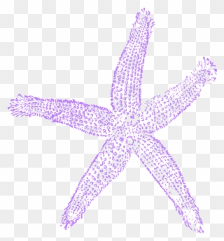 Lavender Clipart Starfish - Purple Star Fish Clip Art - Png Download