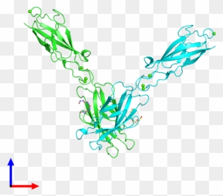 Pdb 3q2n Coloured By Chain And Viewed From The Front Clipart