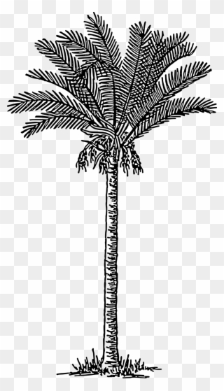Date Palm - Free Vintage Palm Tree Illustration Clipart