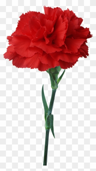Carnation Flower Red Floristry Clip Art - Cravos 25 De Abril - Png Download