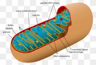 Sel - Mitochondria Structure Clipart