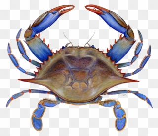 Blue Crab Vector - Maryland Blue Crab Png Clipart
