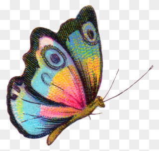 Borboletas & Joaninhas E Etc - Free Printable Colorful Butterfly Pdf Clipart