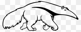 Popular Images - Uci Anteater Black And White Clipart