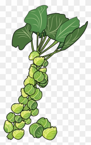 Brussels Sprouts - Brussels Sprout Clipart