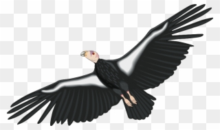 Free Vector Bird - Condor Clip Art - Png Download