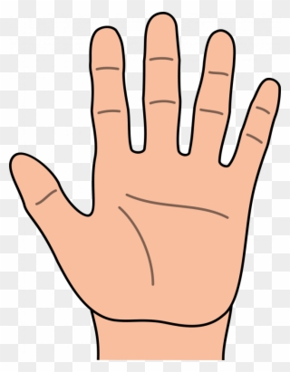 The Shape And Proportions Of Your Hand Reveal A Lot - Hand Clipart - Png Download