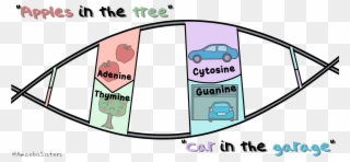 A Mnemonic Device To Remember The Dna Bases A Goes - Apples In The Tree Cars In The Garage Clipart