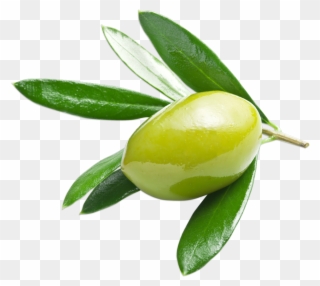 Olive Verte Clipart