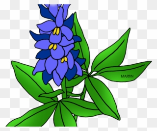 Lupine Clipart Texas Bluebonnet - Texas State Flower Drawing - Png Download