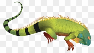 Iguana Clipart Green Iguana - Iguana Png Transparent Png